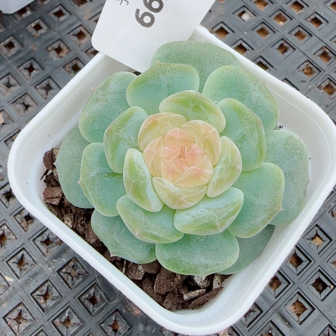 新品，6632多肉植物