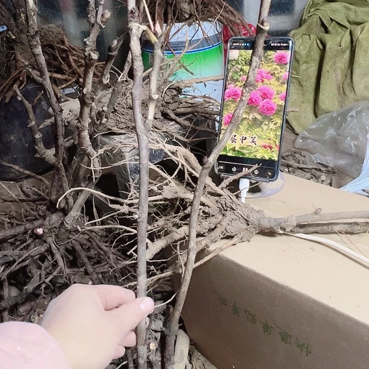 当前无花栽培后可以开花首案红牡丹