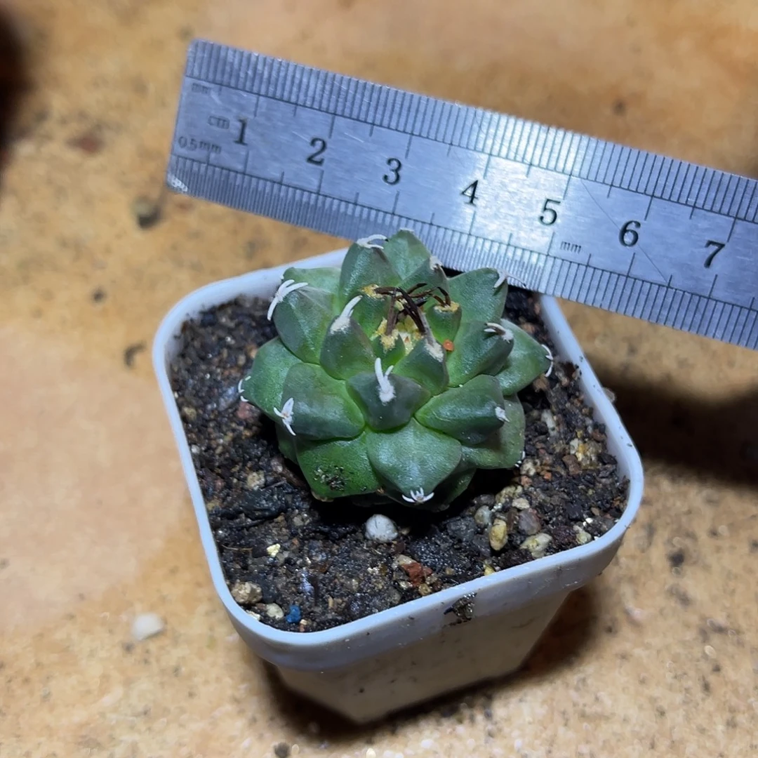 实生大尤娇丽一物一拍