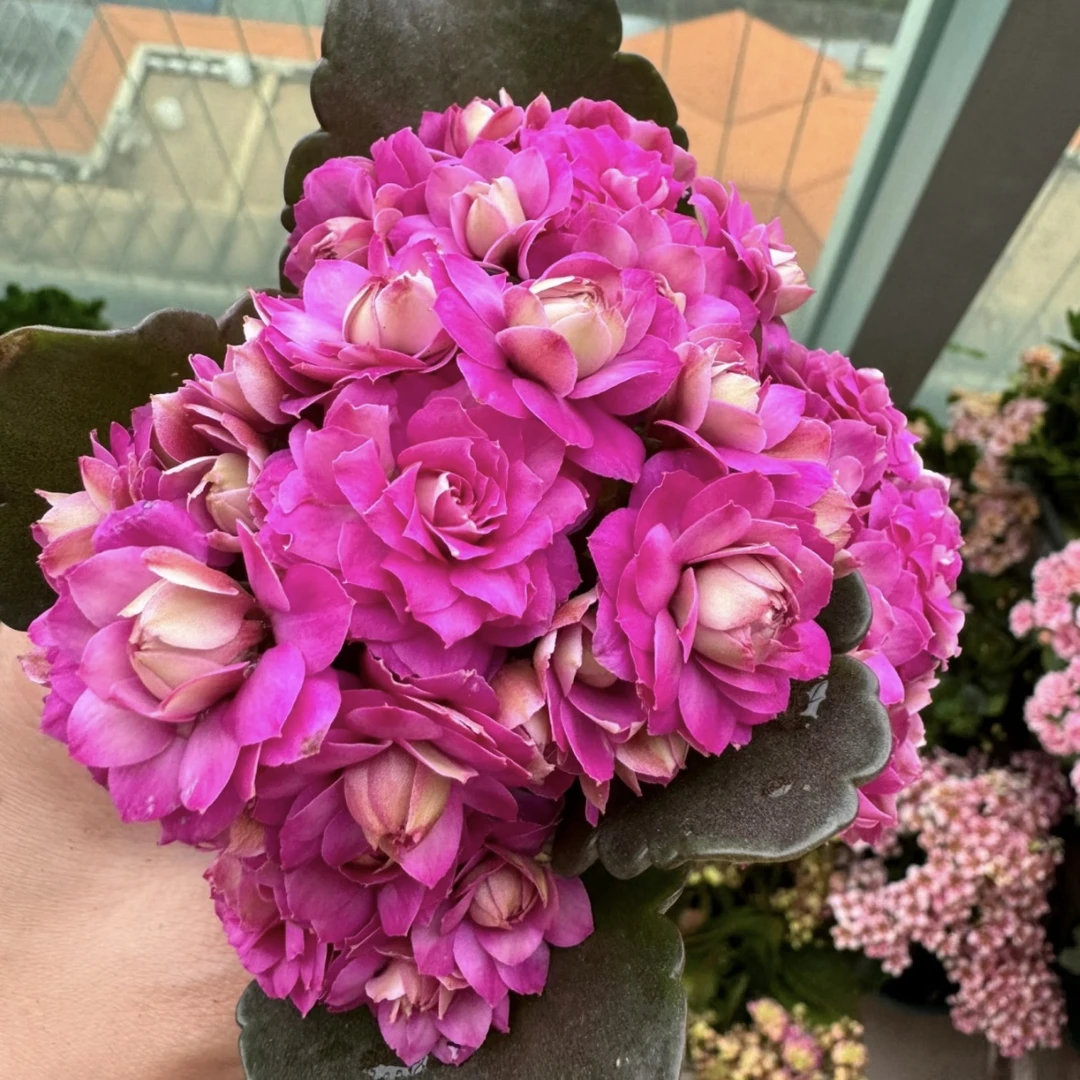 紫鸢长寿盆栽花卉庭院阳台新手易养护忌积水