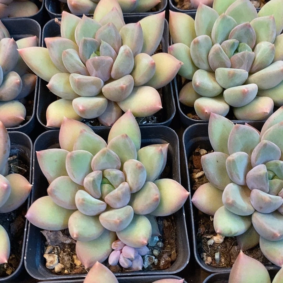 团。单头红象牙。福利多多