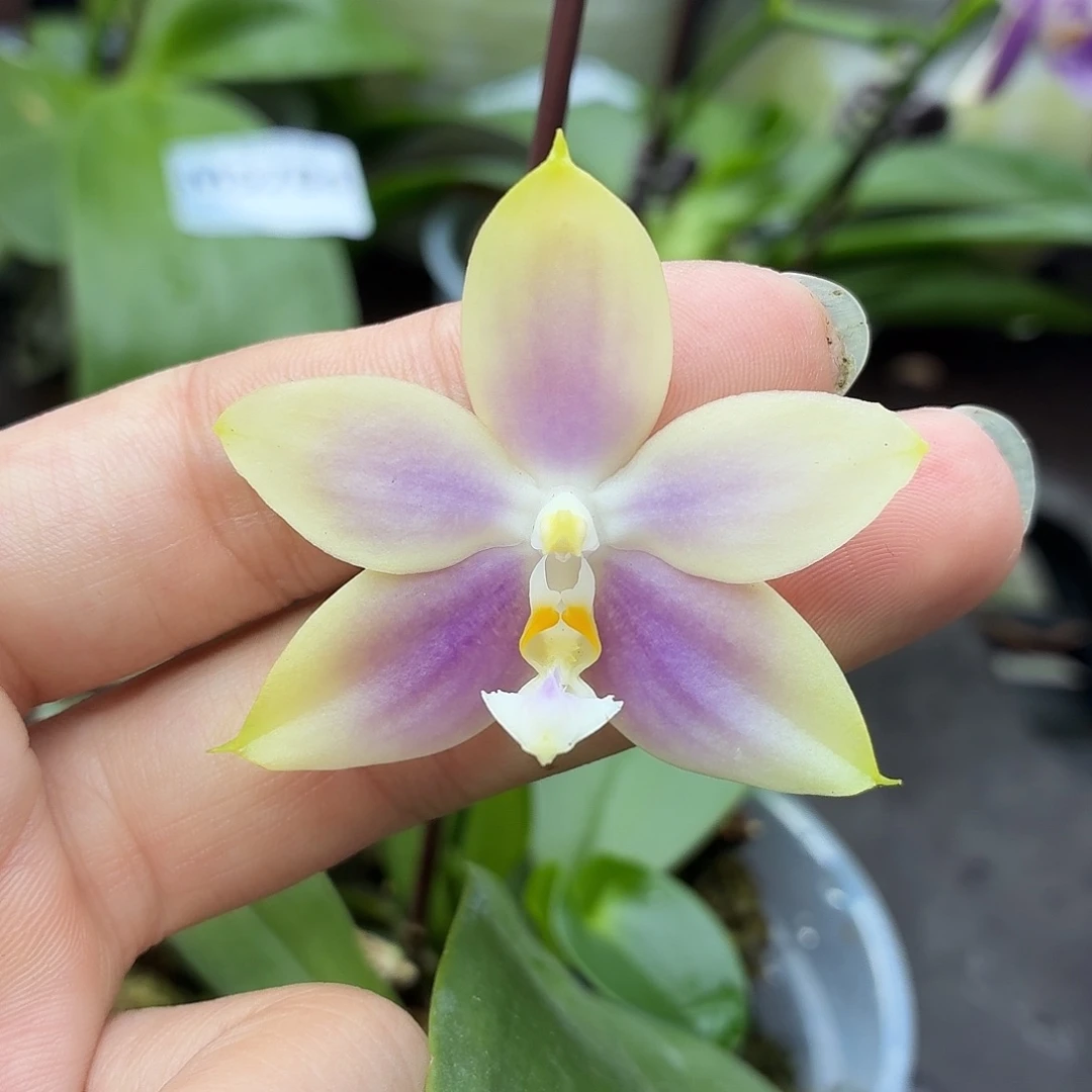 当前无花朵，栽培后可花朵A212yss1233