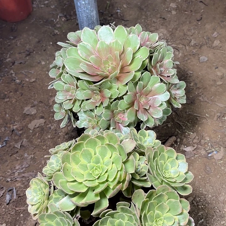 多肉植物法师2颗11