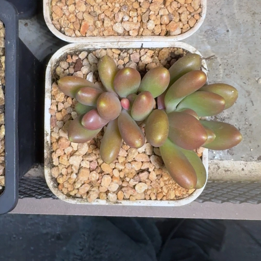金吉拉 3头 一物一拍