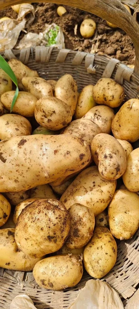 【黔乡阿哥】新鲜现挖沙糯粉面黄皮土豆炒菜炖汤必备蔬菜