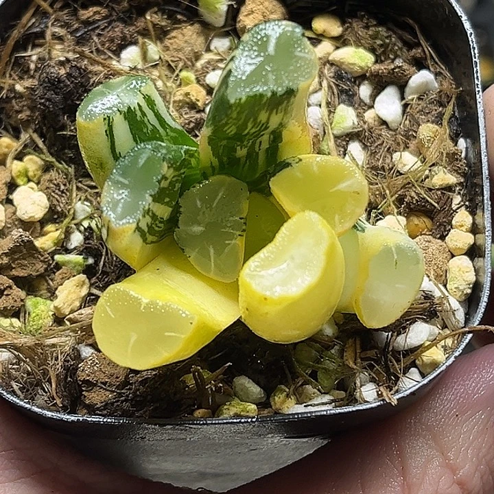 254实生万象锦（根弱，介意勿拍）