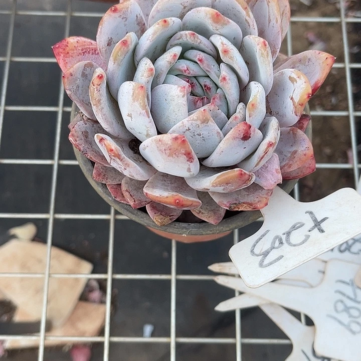 两单包邮，一物一拍，203粉橙