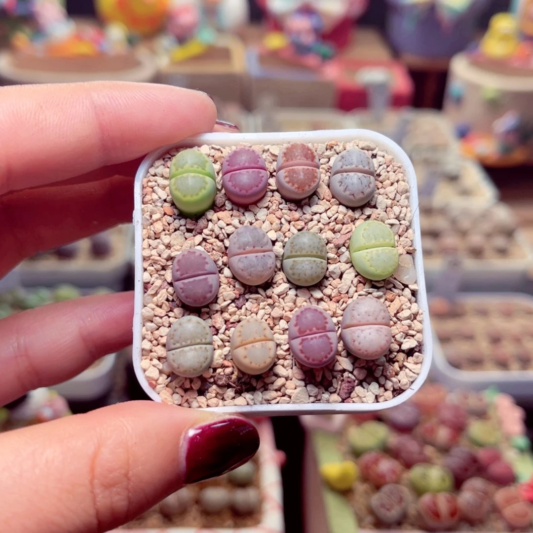 02号带盆盆包邮发货