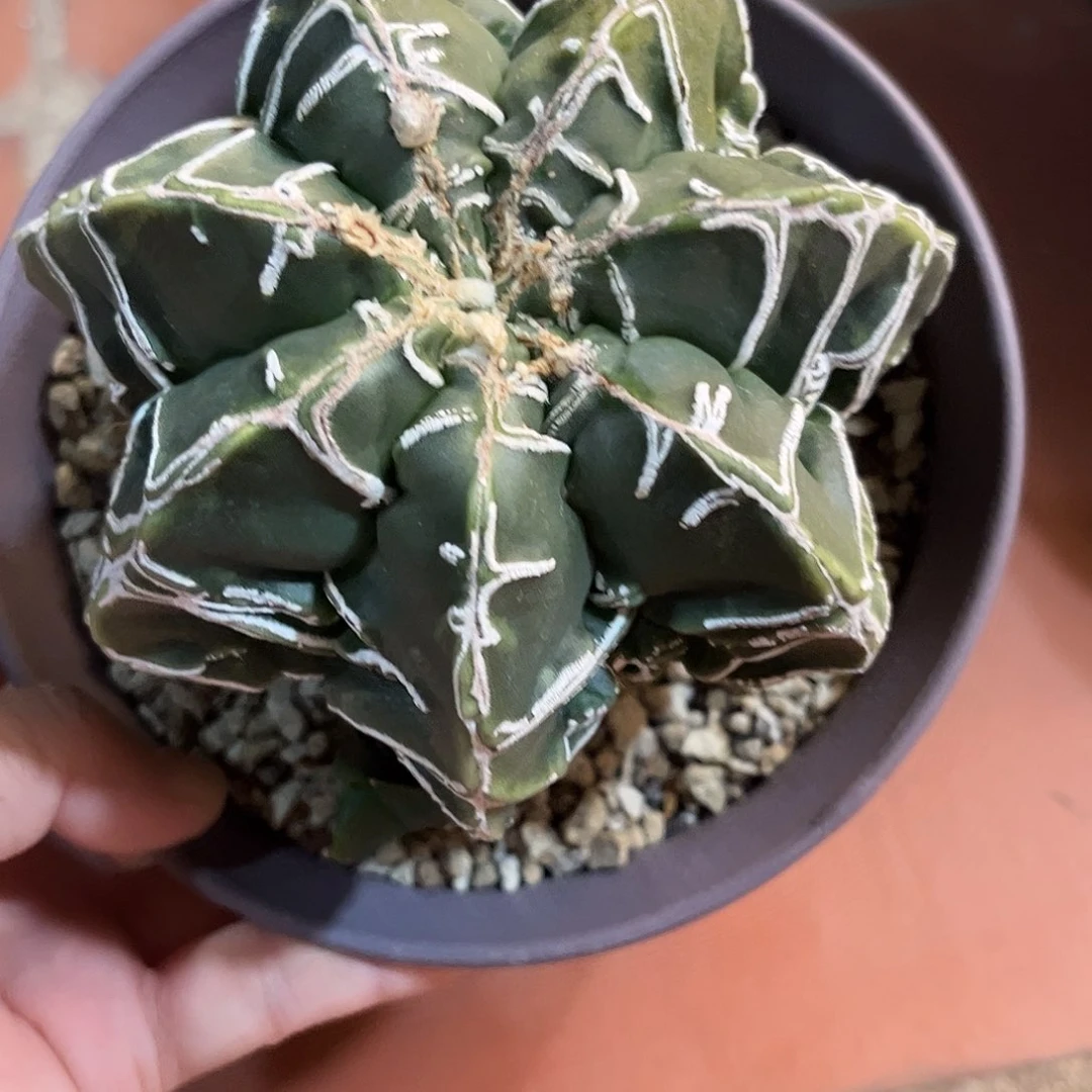 莎***说仙人球鸾凤玉实生