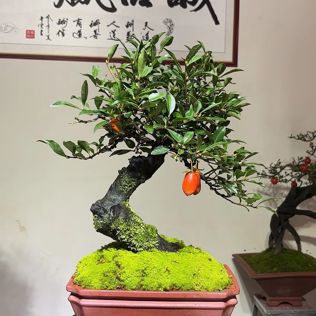 无花朵金弹子盆景盆景盆景