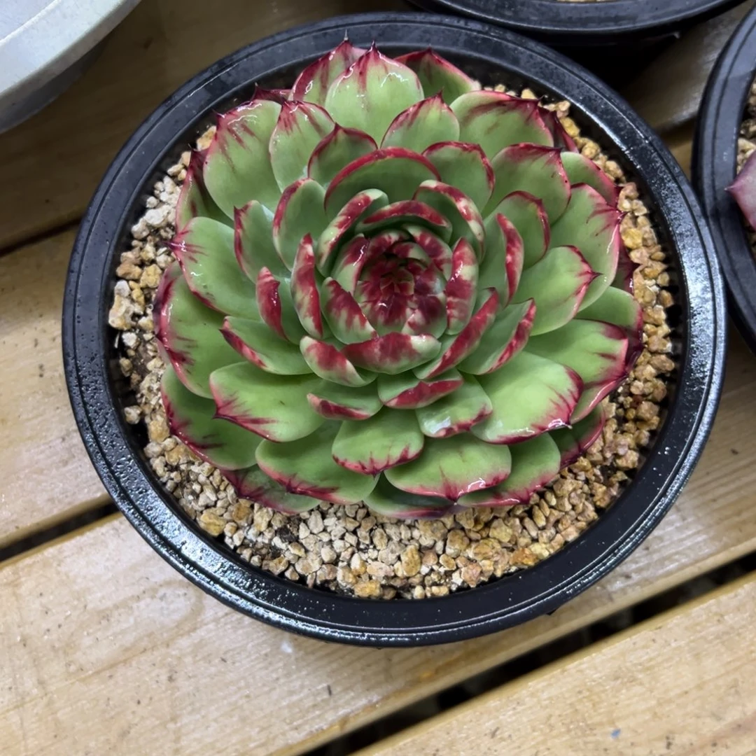 14厘米花脸惊鸿仙子多肉