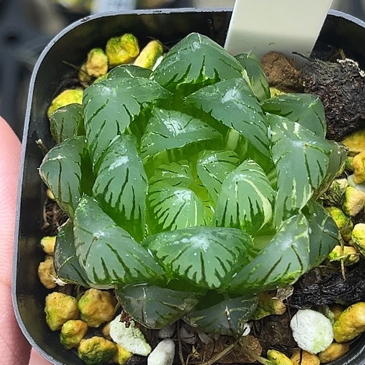 184大窗龙鳞玉露锦