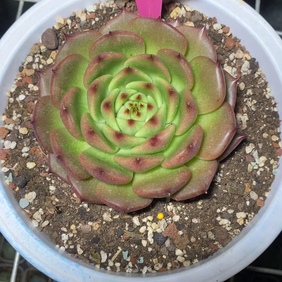 x046-多肉植物 东云
