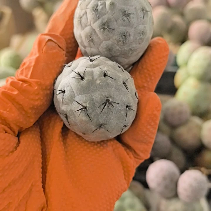 饭****活习志野仙人球直播