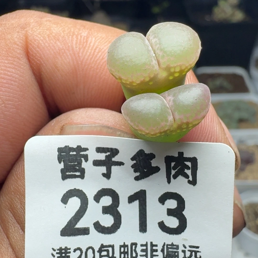 带盆土。