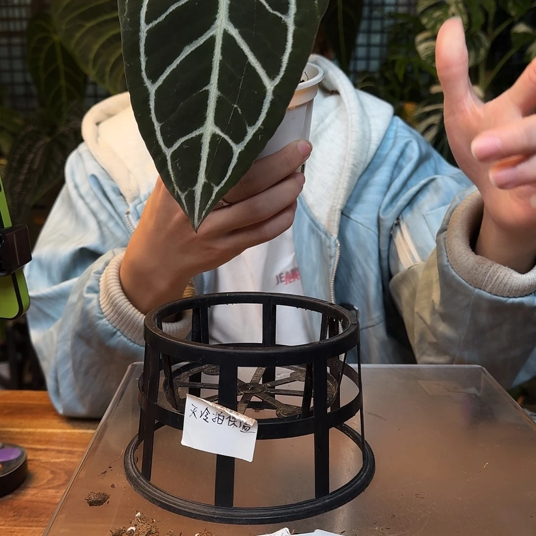 不开花植物K140米歇尔杂