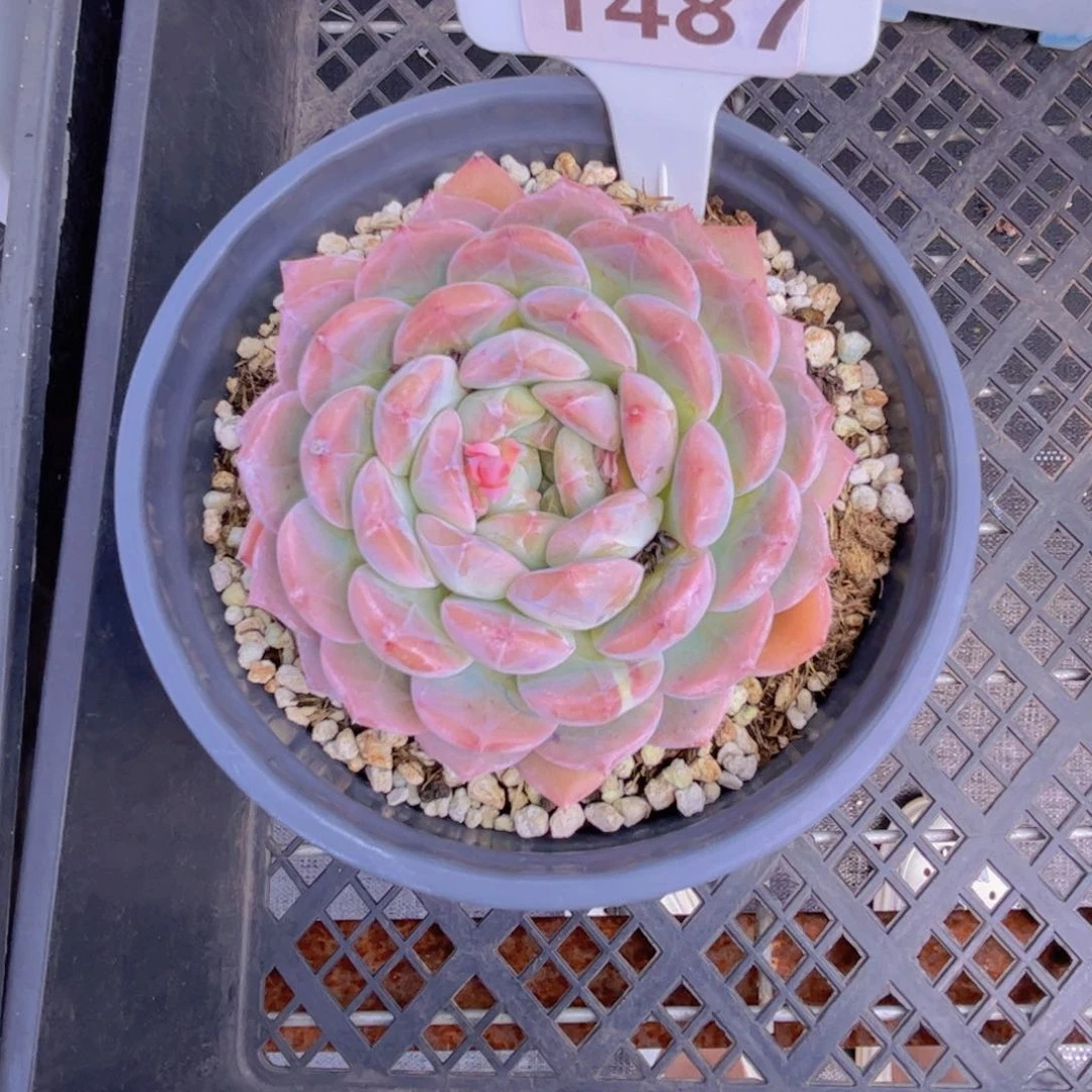 多肉植物1487…！mmmmmmm