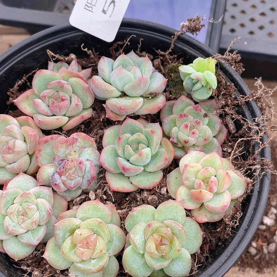 多肉植物多肉植物582