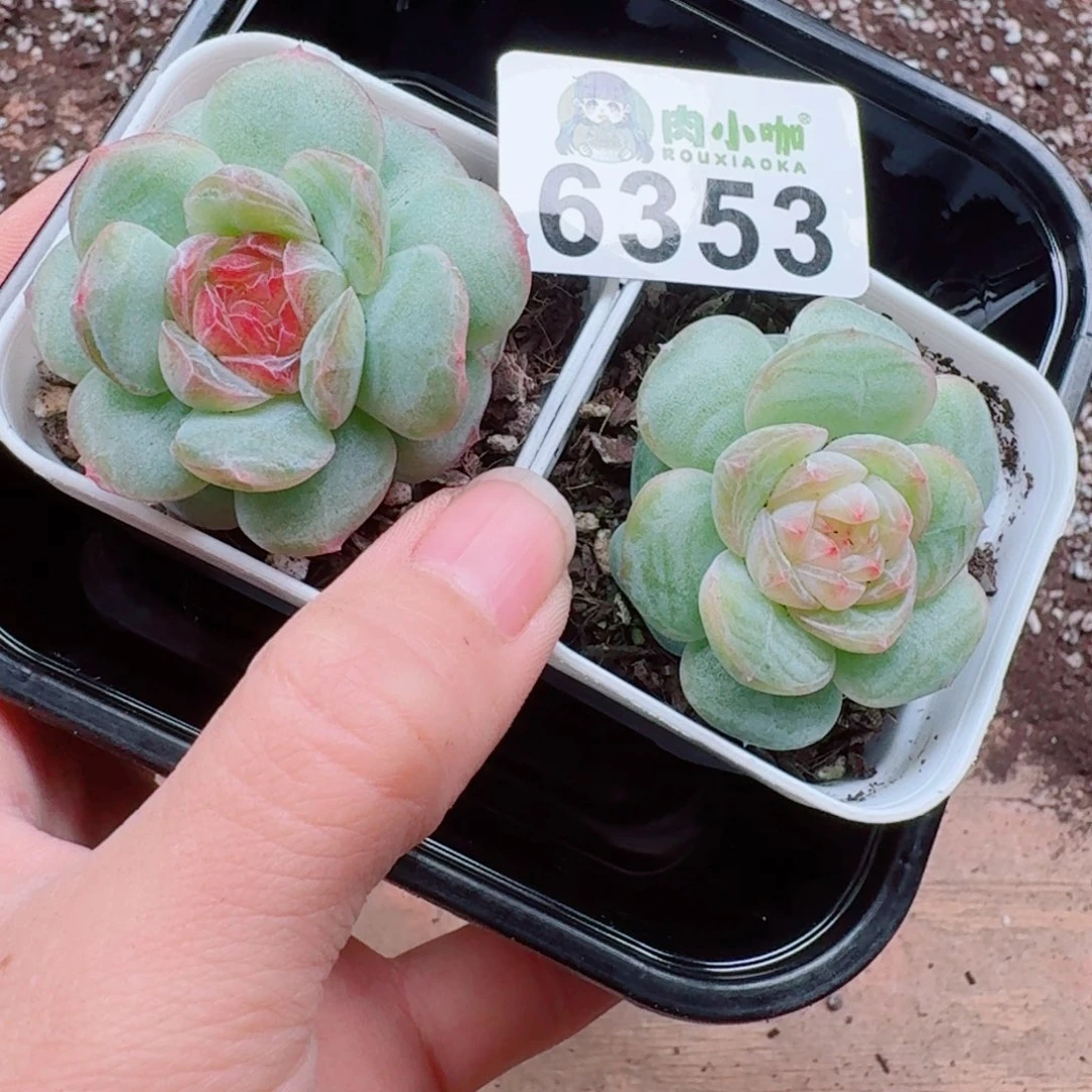 虹***多肉植物多肉植物