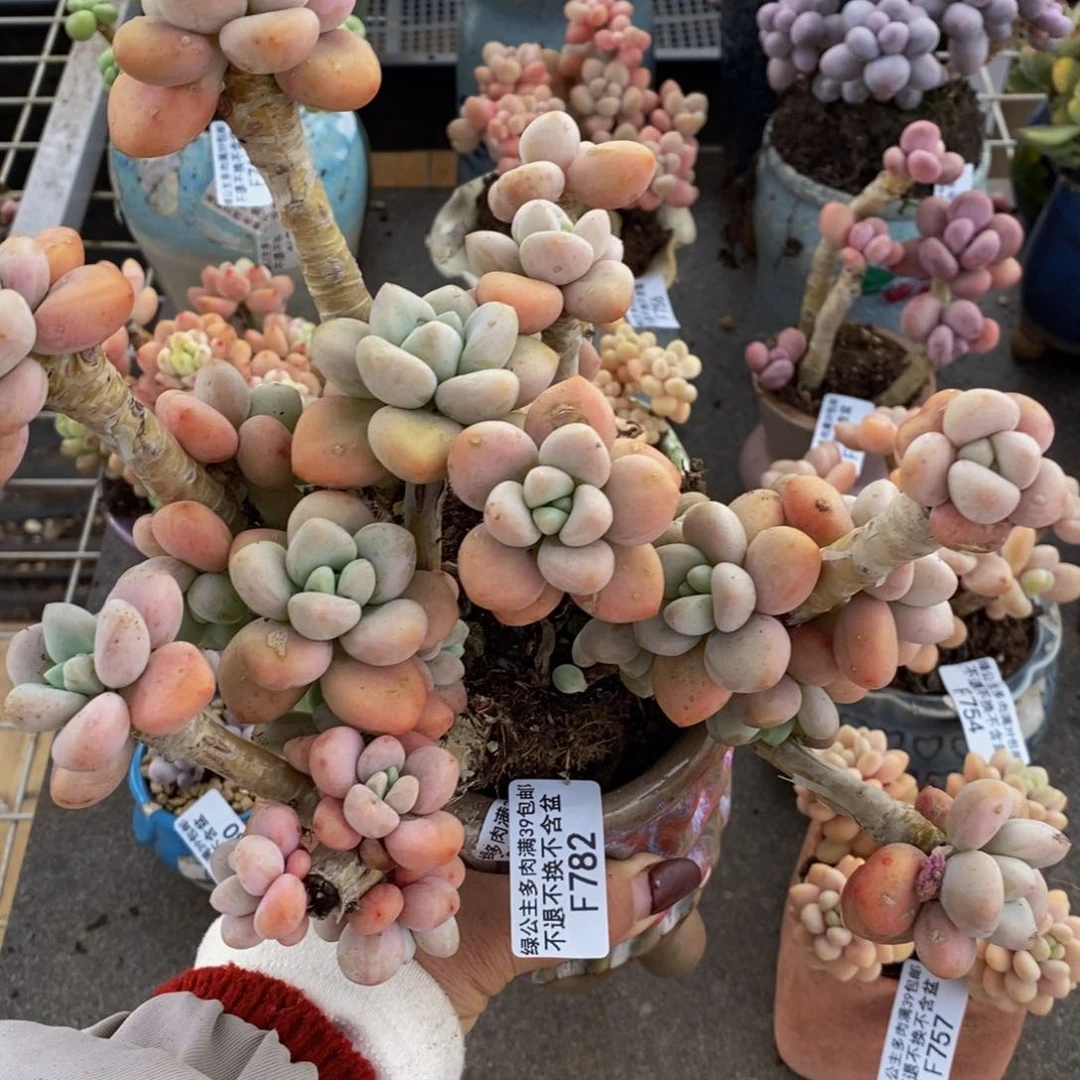 樱花洛神782/14c m有砍