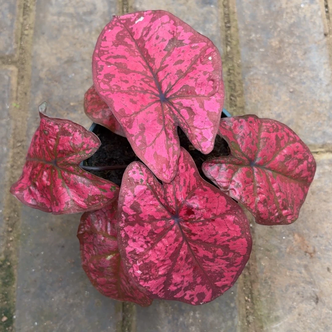 贵妇 泰国32-1118