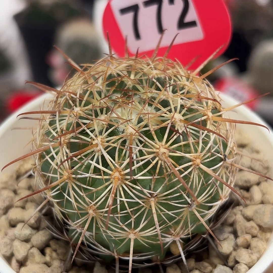 仙人球实生丽阳丸