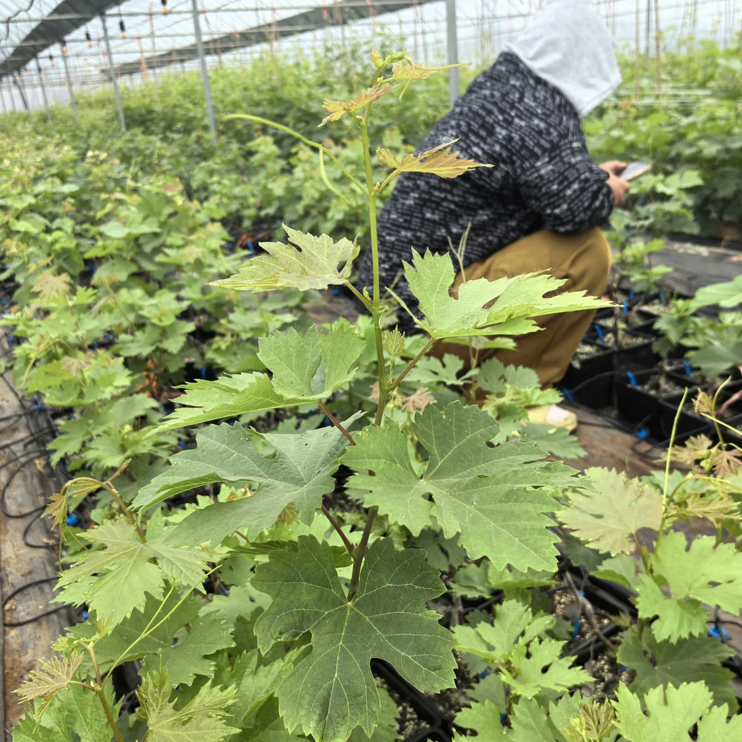 兰博基尼葡萄苗 夏黑砧木嫁接 (原盆原土)早熟品种 玉海苗木