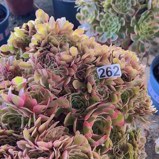是***呀多肉植物一个香非