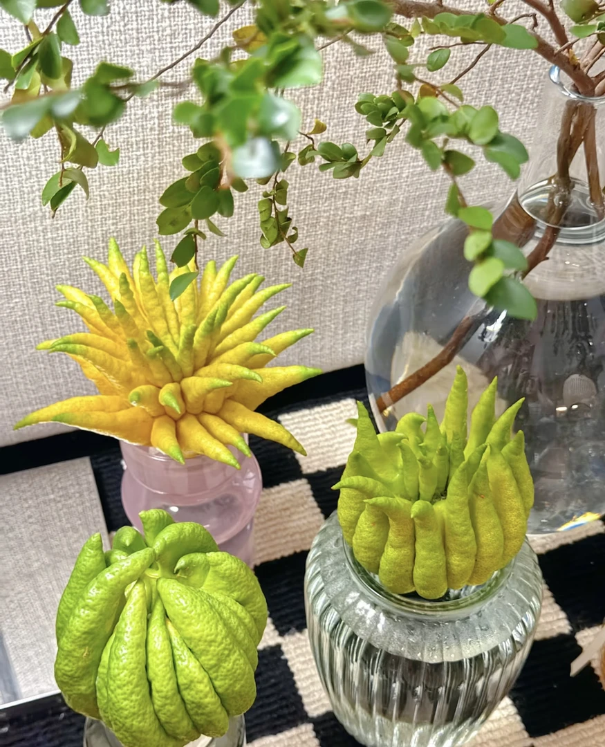 【精品特大佛手柑三斤以上】高端花材，云南基地直发