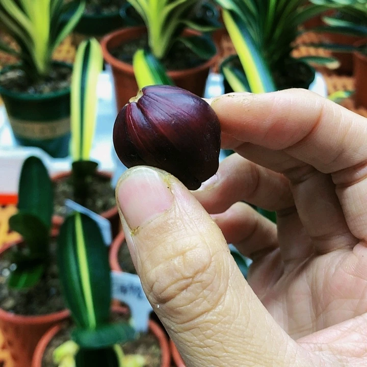 【闪购商品】完全开放威**威