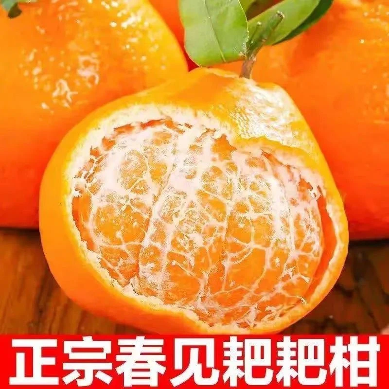 【顺丰/京东发货】新鲜采摘四川春见耙耙柑果园直发