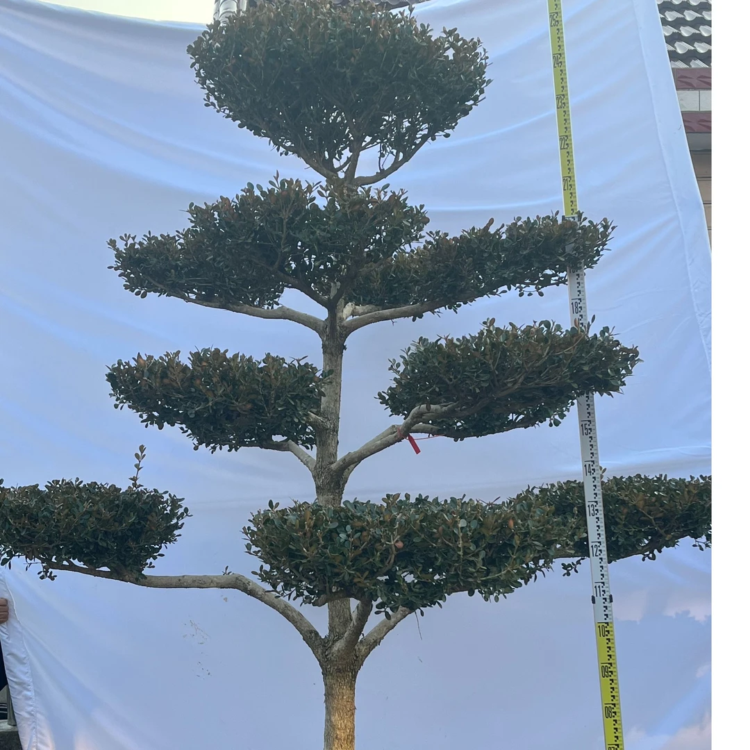 崇明瓜子黄杨盆景造型