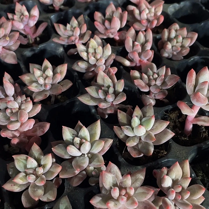 小虞美人1.99带土发