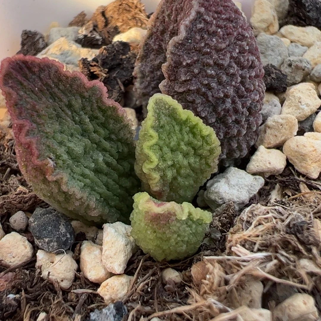 实生新品大苗多肉植物水泡