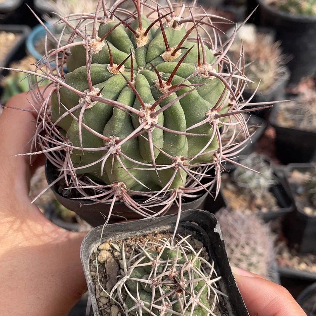 【闪购商品】组合实生66666