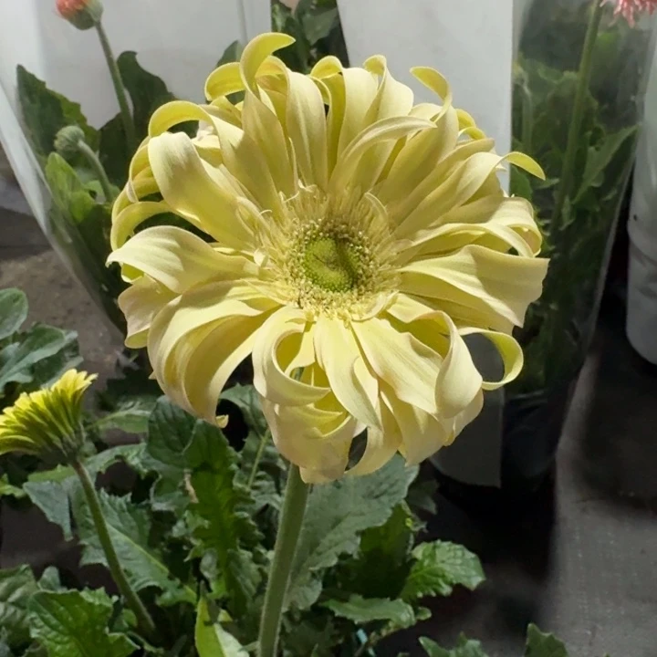 原盆原土一加仑非洲菊香格里拉