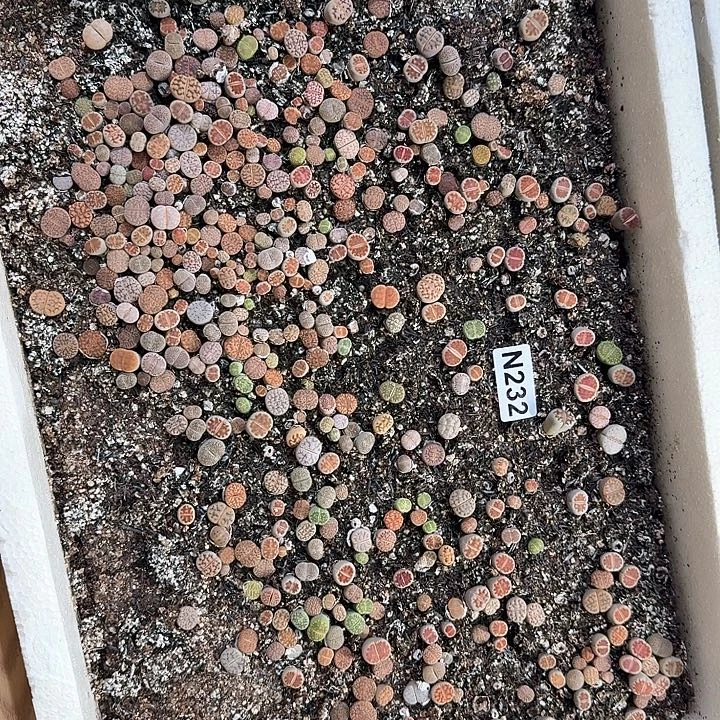 232生石花整筐脱土发货