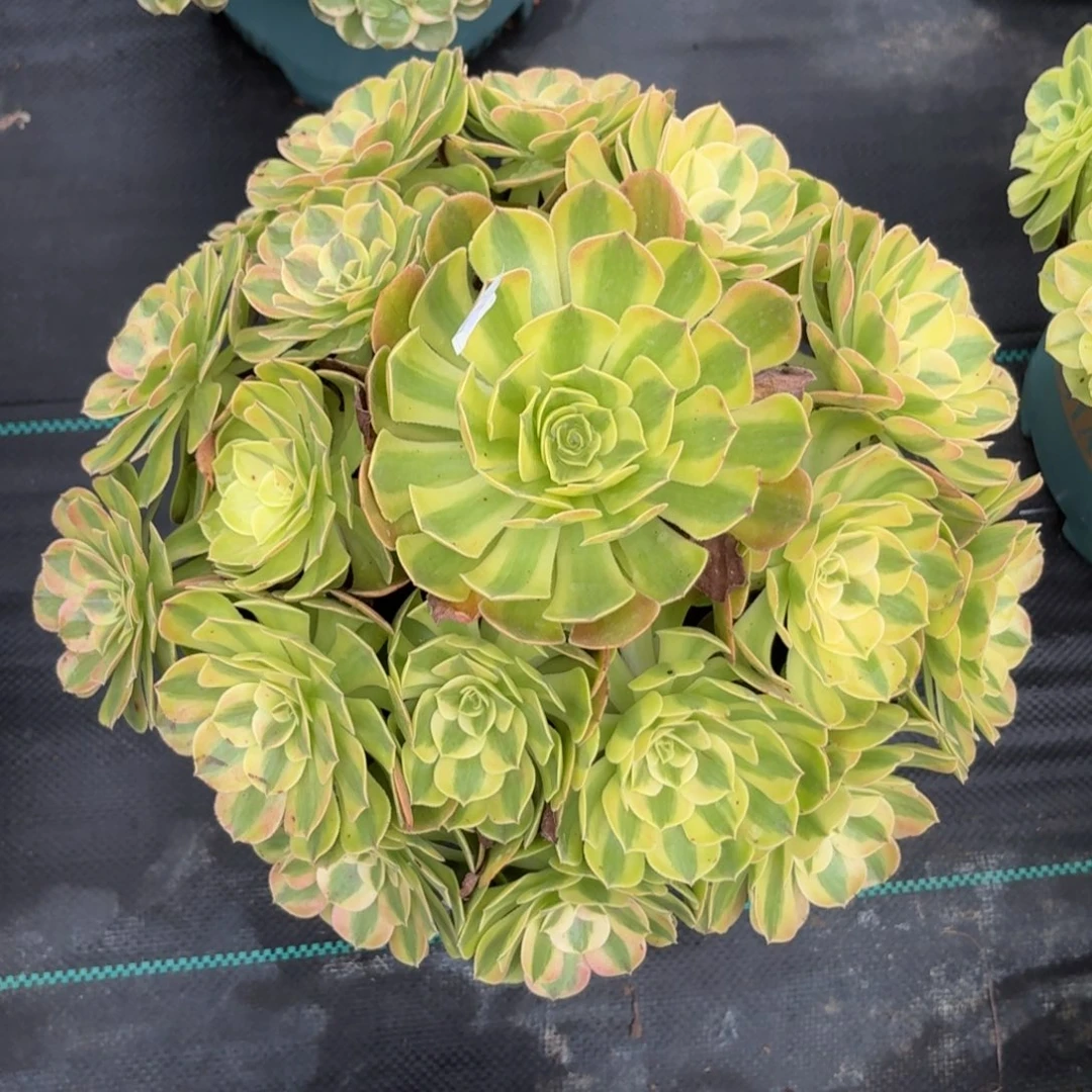 604大雨河多肉植物多肉植物