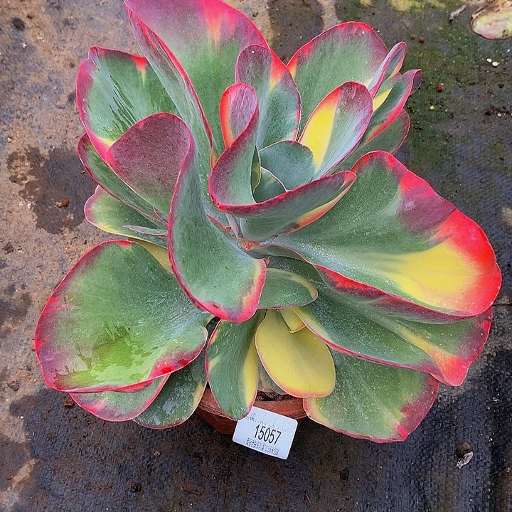 用***6唐印锦15057多肉多肉