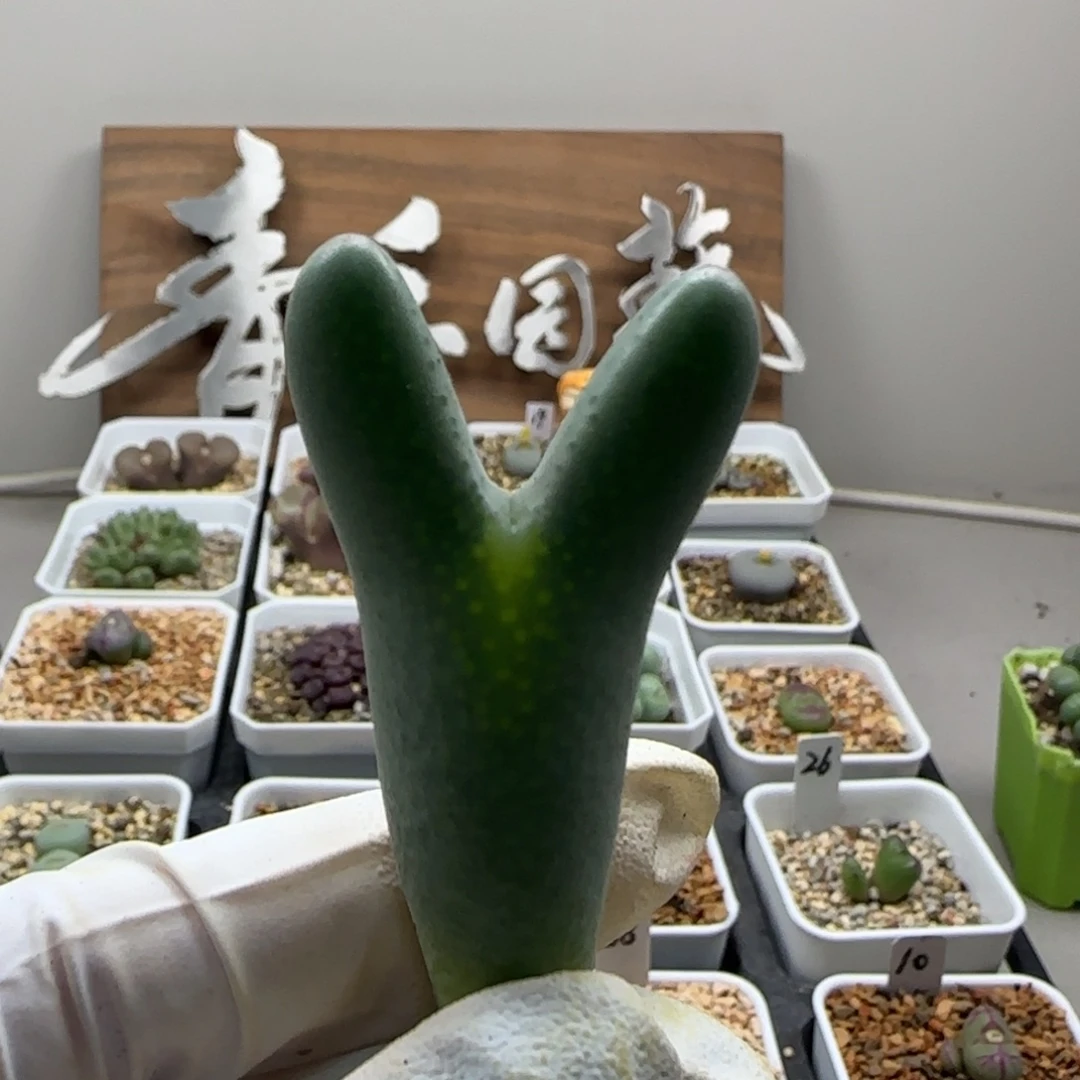 11-2-136当天满38包邮情货皮卡丘脱土