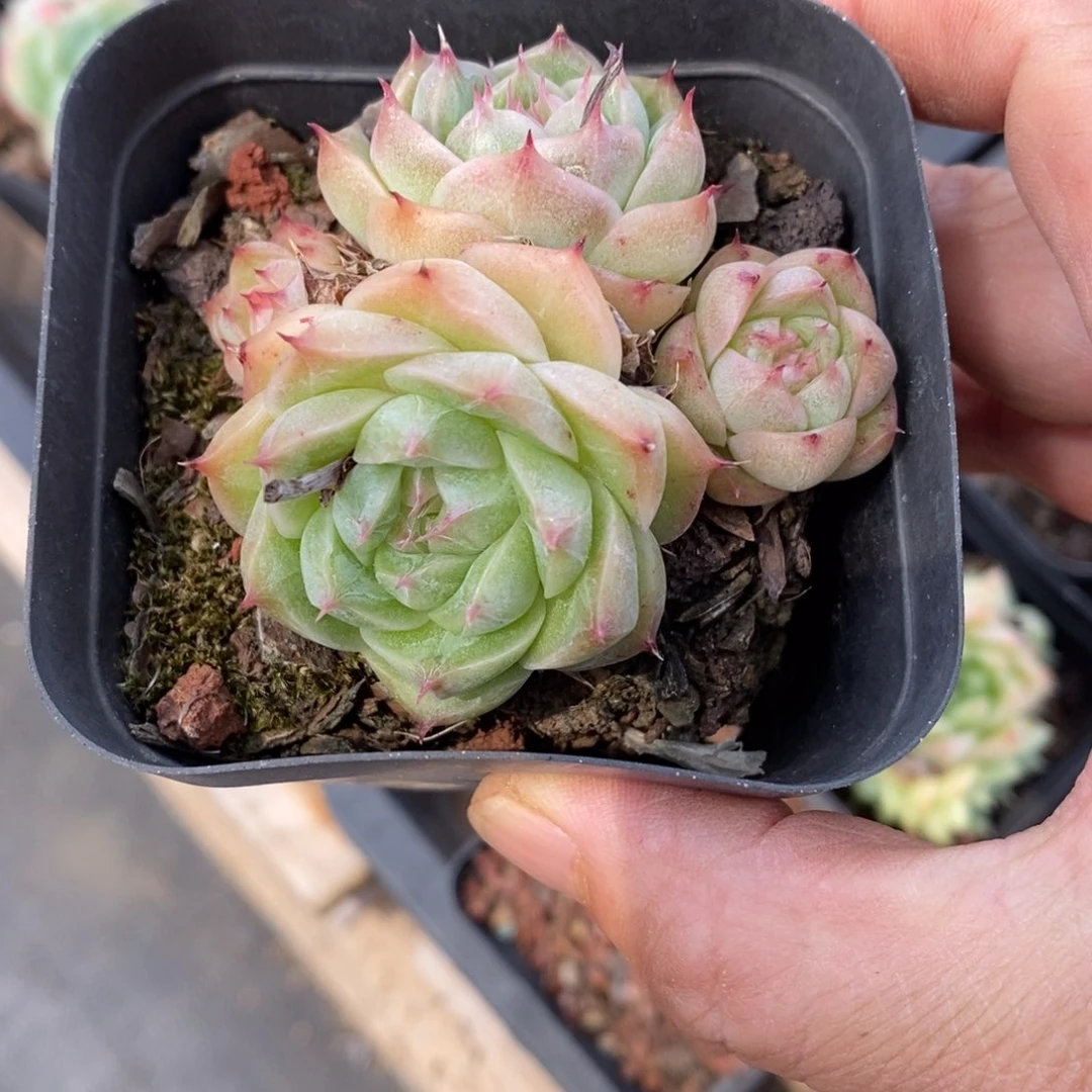 精品多肉一物一拍不包整187