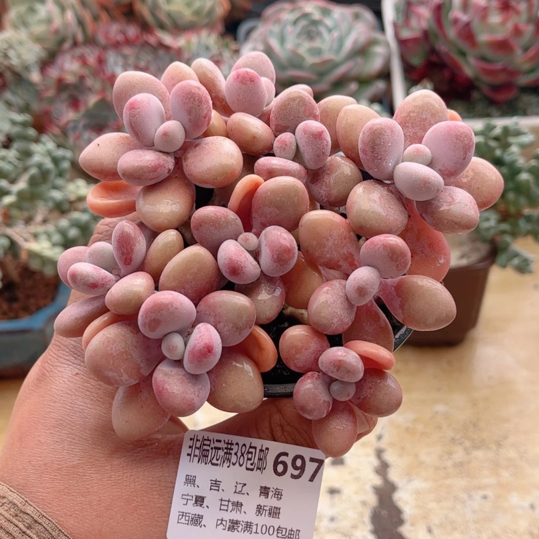 697桃蛋德华多肉