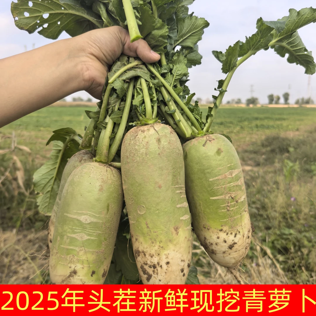 新鲜现挖青萝卜农家自种白萝卜绿色蔬菜5/9斤整箱批发非胡萝卜