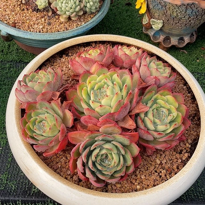 杂  不带盆土满20包邮发货