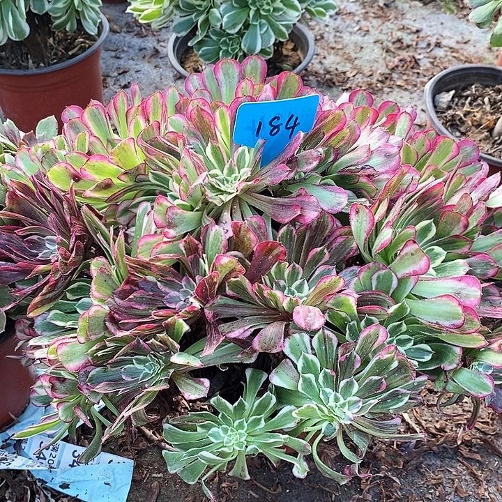 184 一颗同花顺法师