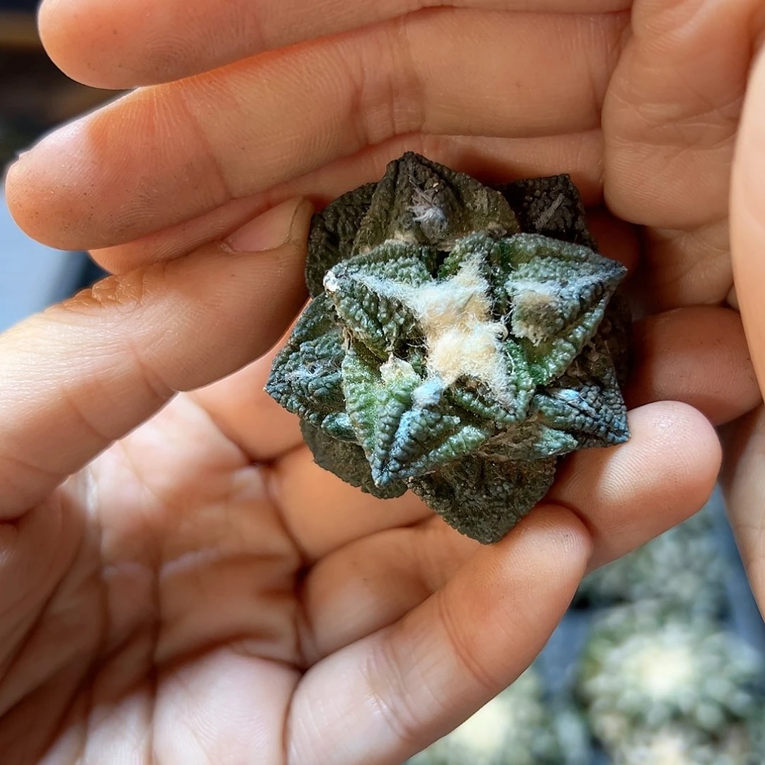 苗接无根龟甲牡丹4公分