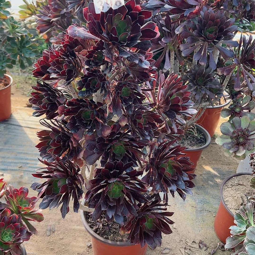 紫砂茶宠尖叶黑法师396号