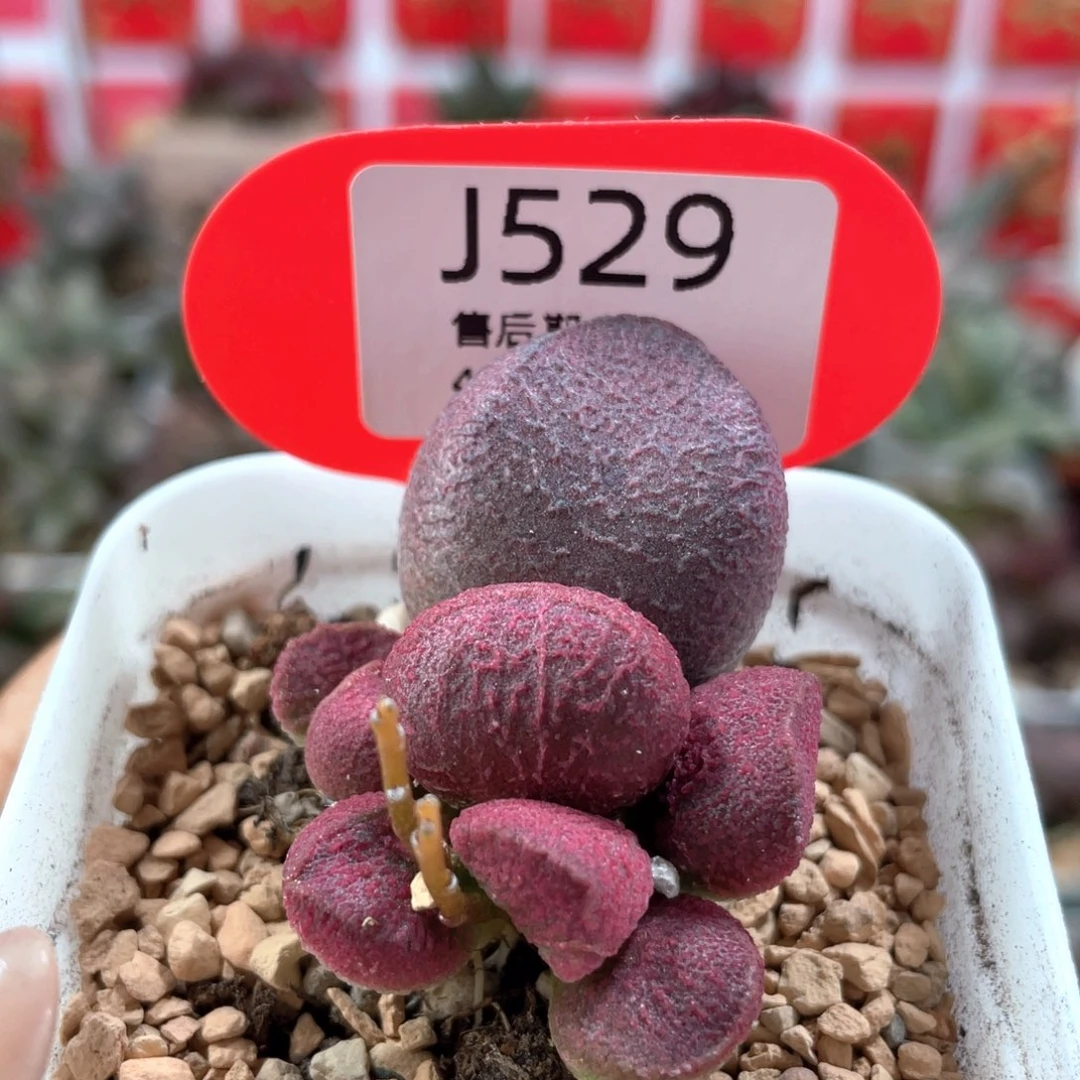 红烧肉。     529。