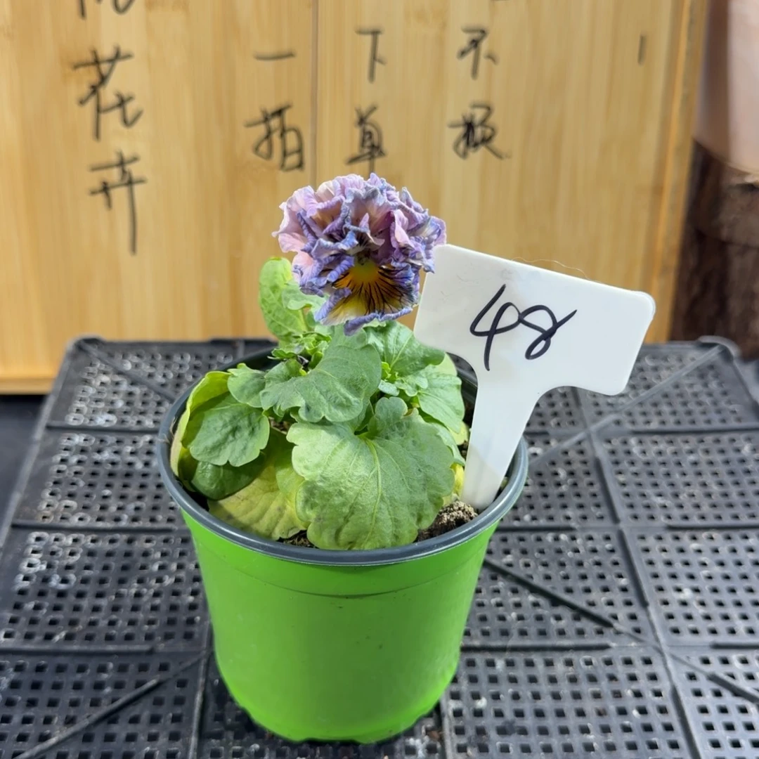 完全开放48颗粉紫色微