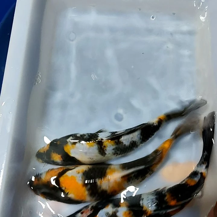 海水鱼昭和锦鲤与观赏鱼